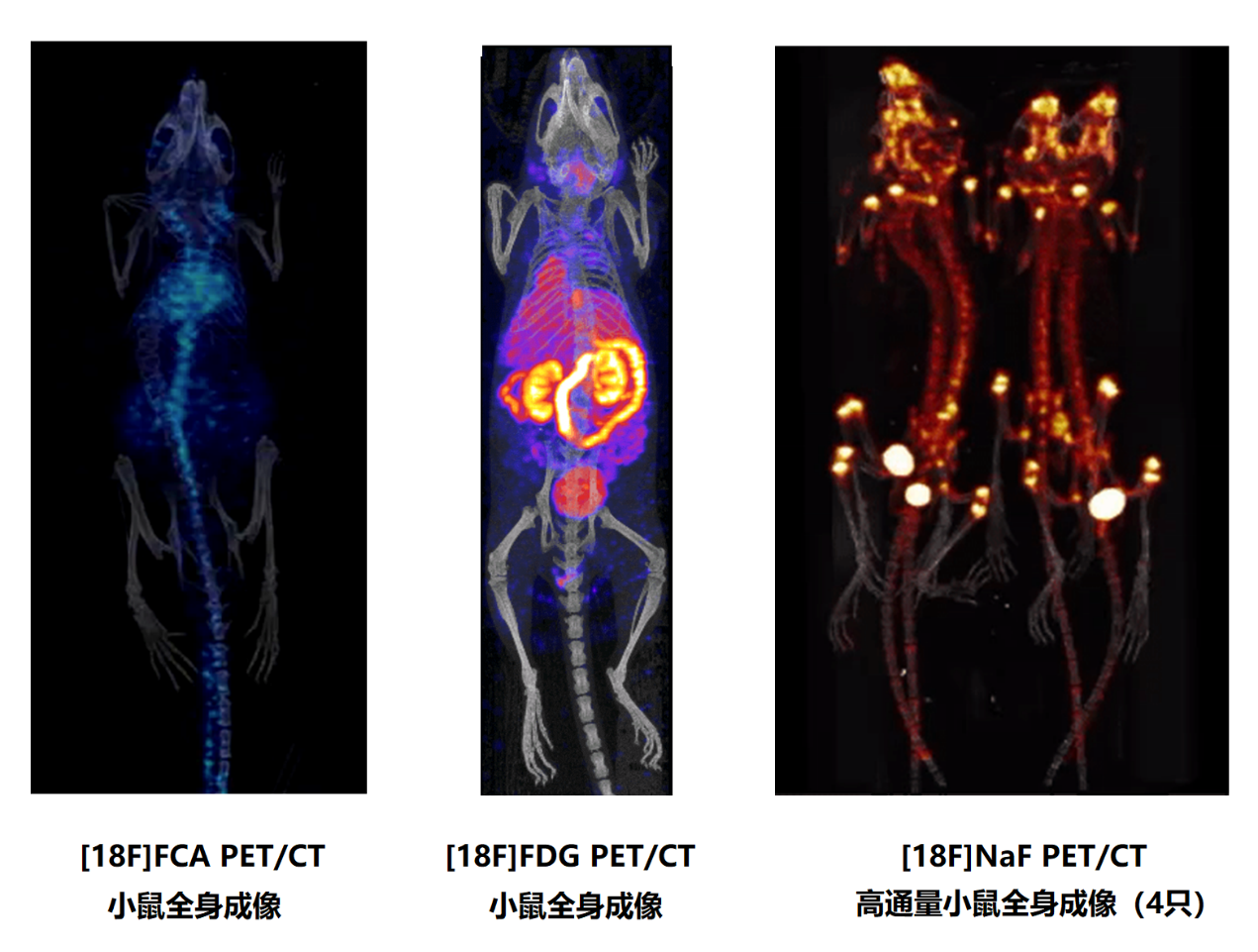 單床小鼠.png 單床小鼠.png
